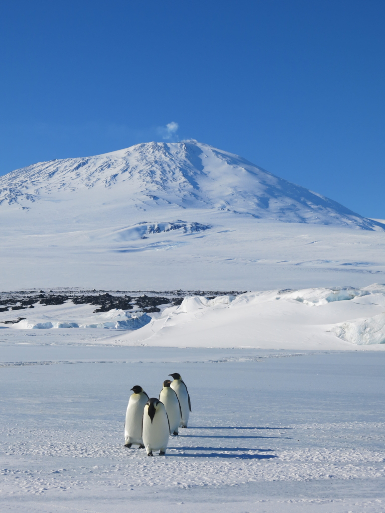 2014 15 Cape Evans Wildlife LM 001 web