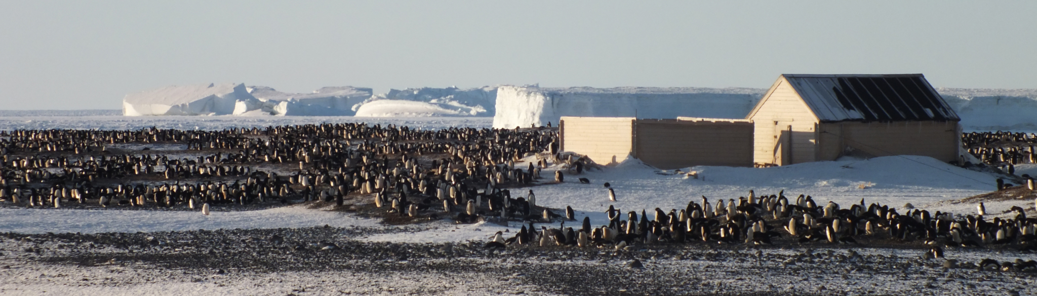 Borchgrevink’s huts, Adélie penguins and icebergs at Cape Adare. 2015. © Landcare Research/Morgan Coleman.