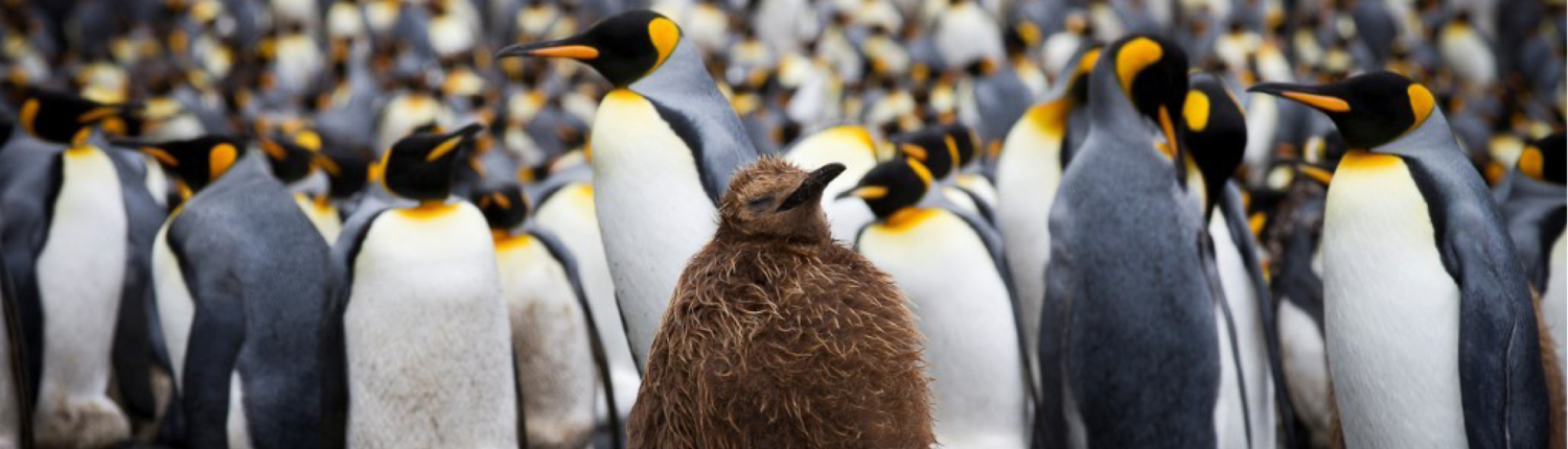 Macquarie penguins