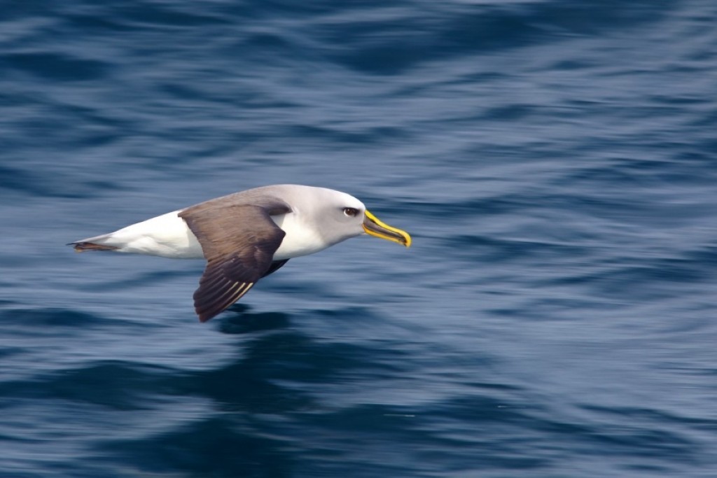 c ebell sub antarctic islands the snares