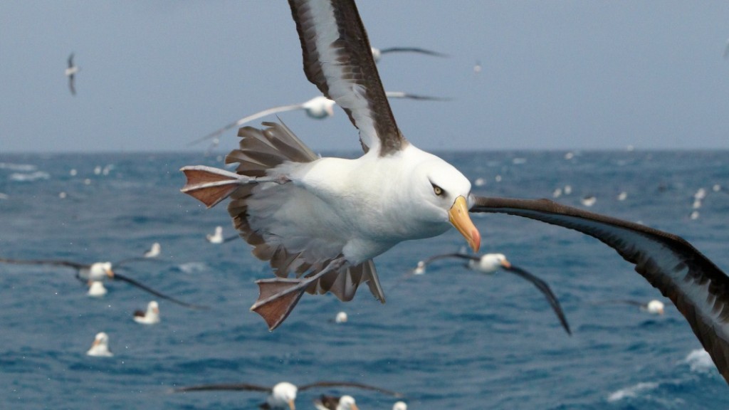 Albatross in flight. © Heritage Expeditions